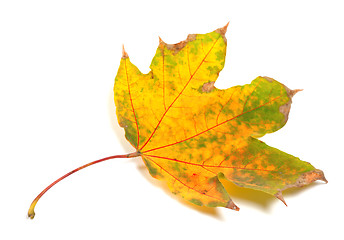 Image showing Dry yellowed autumn maple-leaf
