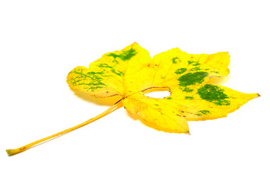 Image showing Autumn yellowed leaf with hole