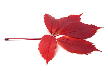 Image showing Autumn red leave isolated on white background