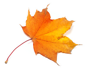 Image showing Autumn yellowed maple-leaf