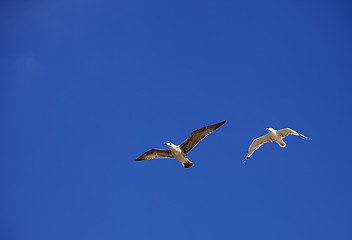 Image showing Two seagulls hover in clear blue sky
