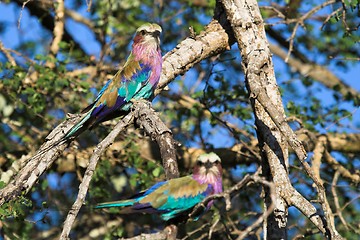 Image showing lilac breasted roller