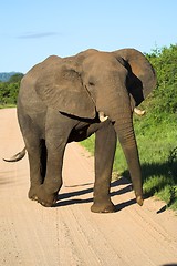 Image showing elephant