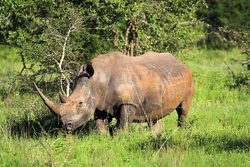 Image showing rhino on the greens