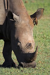 Image showing rhino up close