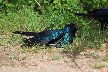 Image showing starling