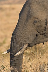 Image showing profile of a giant