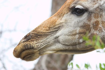 Image showing giraffe close up