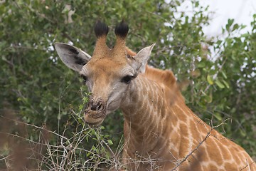 Image showing giraffe snack time