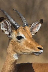 Image showing impala male close-up
