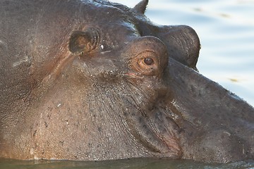 Image showing hippo close up