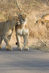Image showing lion affection