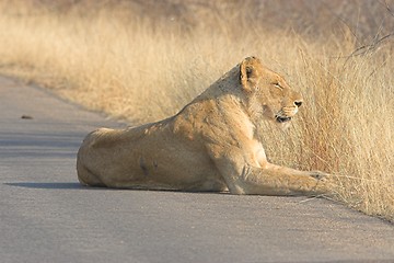 Image showing lioness