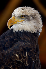 Image showing american eagle