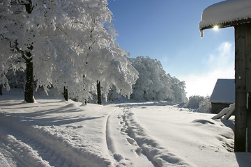 Image showing winter