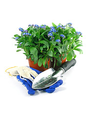 Image showing forget-me-not seedling