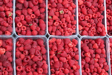 Image showing red berries of raspberry