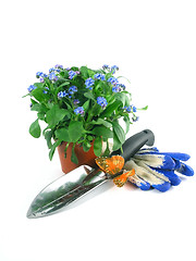 Image showing forget-me-not seedling