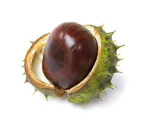 Image showing One horse chestnut lie on white