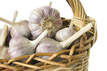 Image showing Large garlic bulbs in basket
