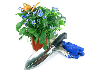 Image showing forget-me-not seedling