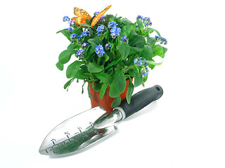 Image showing forget-me-not seedling