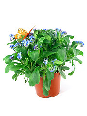 Image showing forget-me-not seedling