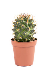 Image showing close up of small cactus houseplant  in pot