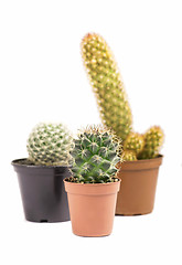 Image showing Three cacti isolated on white background