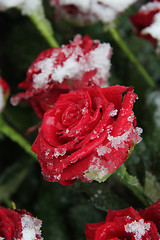 Image showing Red rose in the snow