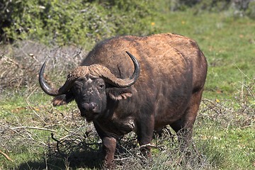 Image showing buffalo