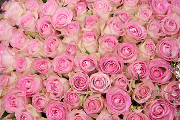 Image showing Pink roses in a group