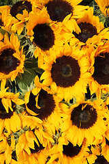 Image showing Big group of sunflowers