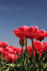 Image showing Pink tulips growing on a fiield