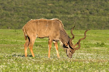 Image showing kudu graze