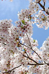 Image showing White cherry blossom