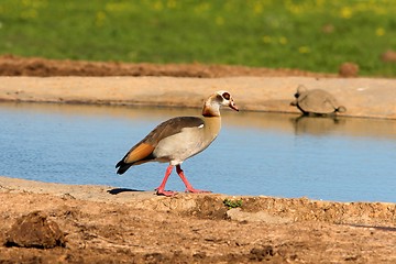 Image showing strutting