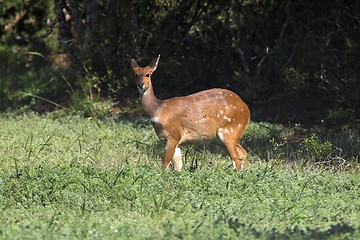 Image showing bush buck