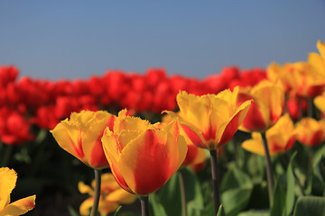 Image showing yellow and red tulips in a field