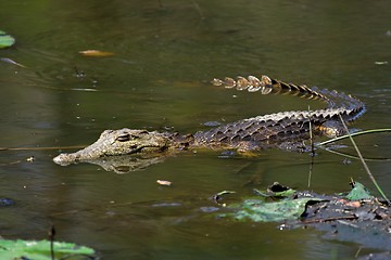 Image showing floating croc