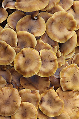 Image showing Group of mushrooms