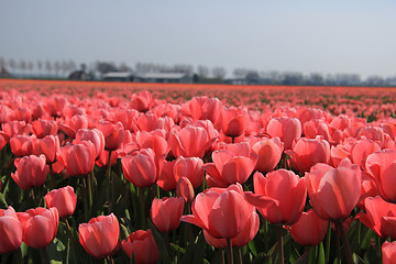 Image showing Flower industry fields