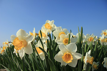 Image showing White and yellow daffodils