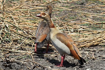 Image showing egyptian geese
