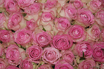 Image showing Sparkling pink roses