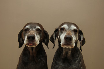 Image showing Senior pointer Sisters, almost 13 years old