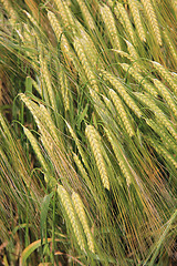 Image showing wheat field