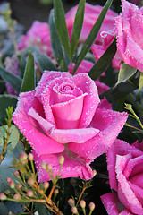 Image showing Frozen pink rose