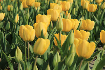 Image showing yellow tulips in a field