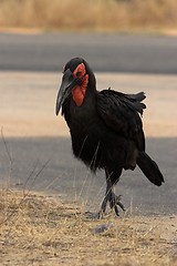 Image showing ground hornbill